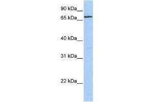 Western Blotting (WB) image for anti-Zinc Finger Protein 548 (ZNF548) antibody (ABIN2458220) (ZNF548 抗体)