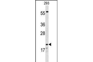 Western blot analysis of CLDN8 Antibody (Center) (ABIN653170 and ABIN2842734) in 293 cell line lysates (35 μg/lane). (CLDN8 抗体  (AA 140-166))