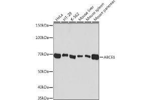 Western blot analysis of extracts of various cell lines, using  Rabbit mAb (ABIN7265739) at 1:1000 dilution. (ABCE1 抗体)