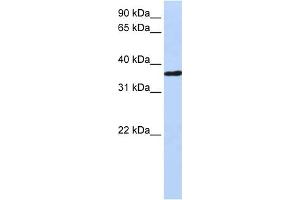 WB Suggested Anti-CHORDC1 Antibody Titration: 0. (CHORDC1 抗体  (Middle Region))