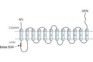 Representative domain view of the target of ABIN7043689.