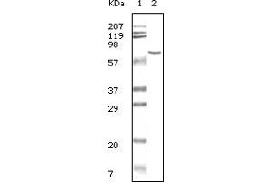 Western Blotting (WB) image for anti-Bovine Serum Albumin (BSA) antibody (ABIN2464022) (BSA 抗体)