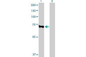 Western Blot analysis of EZH2 expression in transfected 293T cell line by EZH2 MaxPab polyclonal antibody. (EZH2 抗体  (AA 1-751))