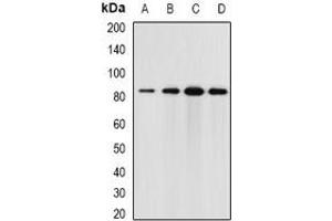 Western blot analysis of Elmo3 expression in HT29 (A), mouse brain (B), mouse kidney (C), rat lung (D) whole cell lysates. (ELMO3 抗体)