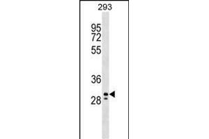 PEF1 Antibody (Center) (ABIN1538704 and ABIN2848970) western blot analysis in 293 cell line lysates (35 μg/lane). (PEF1 抗体  (AA 95-121))