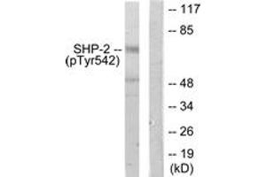 Western blot analysis of extracts from A431 cells, using SHP-2 (Phospho-Tyr542) Antibody. (PTPN11 抗体  (pTyr542))