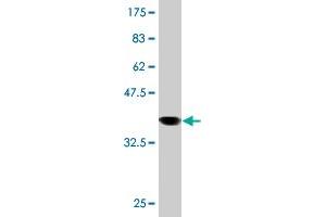 Western Blot detection against Immunogen (36. (Syntaxin 4 抗体  (AA 19-119))