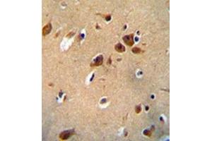 Immunohistochemistry analysis in formalin fixed and paraffin embedded human brain tissue reacted with PKHG1 Antibody (C-term) followed which was peroxidase conjugated to the secondary antibody and followed by DAB staining. (PLEKHG1 抗体  (C-Term))