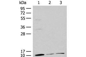 Western blot analysis of Mouse adrenal gland tissue Rat lung tissue 231 cell lysates using RPS27L Polyclonal Antibody at dilution of 1:400 (RPS27L 抗体)