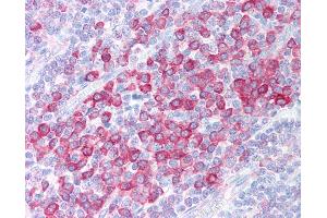 Anti-C1QTNF4 / CTRP4 antibody IHC of human tonsil. (C1QTNF4 抗体  (C-Term))