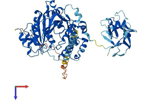 WBSCR17 Protein (AA 1-558) (His tag)