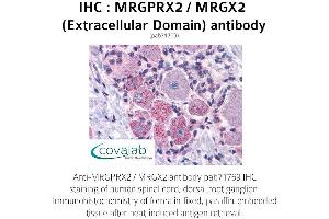 Image no. 1 for anti-G Protein-Coupled Receptor MRGX2 (MRGPRX2) (2nd Extracellular Domain) antibody (ABIN1737073) (MRGPRX2 抗体  (2nd Extracellular Domain))
