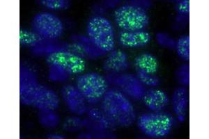Immunofluorescence (IF) image for anti-Histone Deacetylase 1 (HDAC1) (C-Term) antibody (ABIN7448972) (HDAC1 抗体  (C-Term))