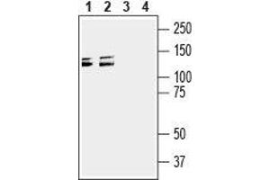 Western blot analysis of mouse (lanes 1 and 3) and rat (lanes 2 and 4) brain membranes: - 1,2. (SEMA4D/CD100 抗体  (Extracellular, N-Term))