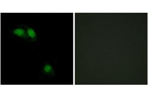 Immunofluorescence (IF) image for anti-Insulin Receptor Substrate 1 (IRS1) (pSer312) antibody (ABIN2888448) (IRS1 抗体  (pSer312))