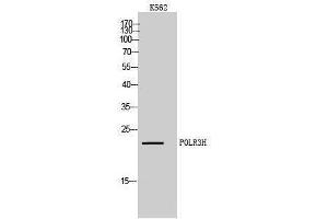 Western Blotting (WB) image for anti-Polymerase (RNA) III (DNA Directed) Polypeptide H (22.9kD) (POLR3H) (C-Term) antibody (ABIN3186525) (POLR3H 抗体  (C-Term))