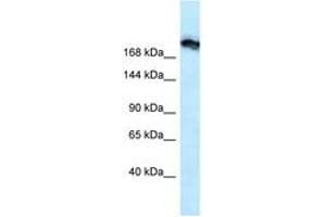 Image no. 1 for anti-Tight Junction Protein 1 (TJP1) (N-Term) antibody (ABIN6747524) (TJP1 抗体  (N-Term))