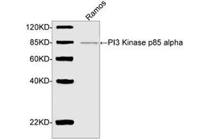 Western blot analysis of cell lysate using PI3 Kinase p85 alpha Antibody (ABIN399038, 2 µg/mL) The signal was developed with IRDyeTM 800 Conjugated Goat Anti-Rabbit IgG. (PIK3R1 抗体  (AA 600-650))