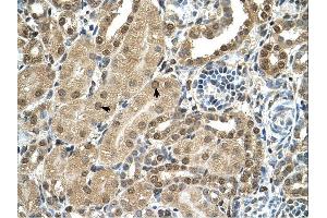 TBX15 antibody was used for immunohistochemistry at a concentration of 4-8 ug/ml. (T-Box 15 抗体  (C-Term))