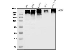 Western blot analysis of Utrophin/UTRN using anti-Utrophin/UTRN antibody (ABIN7599842).
