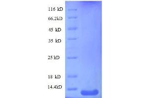 Chemokine (C-X-C Motif) Ligand 10 (CXCL10) (AA 22-98), (full length) protein (His tag) (CXCL10 Protein (AA 22-98, full length) (His tag))