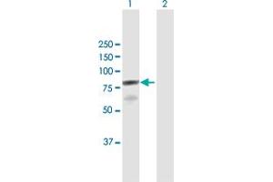 Western Blot analysis of RPAP3 expression in transfected 293T cell line by RPAP3 MaxPab polyclonal antibody.