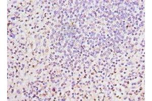 Immunohistochemistry of paraffin-embedded human spleen tissue using ABIN7158655 at dilution of 1:100 (LSP1 抗体  (AA 1-339))