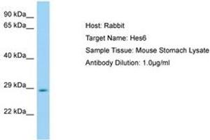 Image no. 1 for anti-Hairy and Enhancer of Split 6 (HES6) (AA 51-100) antibody (ABIN6749825) (HES6 抗体  (AA 51-100))