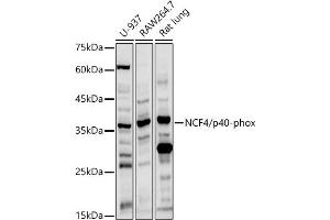 Western blot analysis of extracts of various cell lines, using NCF4/p40-phox antibody (ABIN3022902, ABIN3022903, ABIN3022904, ABIN1513244 and ABIN6219288) at 1:1000 dilution. (NCF4 抗体  (AA 1-190))