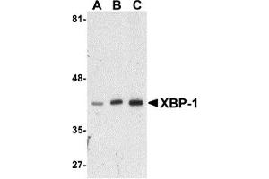 Western Blotting (WB) image for anti-X-Box Binding Protein 1 (XBP1) (N-Term) antibody (ABIN1031663) (XBP1 抗体  (N-Term))