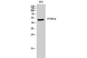 Western Blotting (WB) image for anti-Peroxisome Proliferator-Activated Receptor alpha (PPARA) (Thr261) antibody (ABIN3186537) (PPARA 抗体  (Thr261))