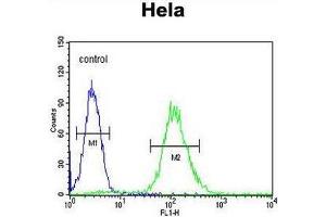 CCNG1 Antibody (N-term) flow cytometric analysis of Hela cells (right histogram) compared to a negative control cell (left histogram). (Cyclin G1 抗体  (N-Term))