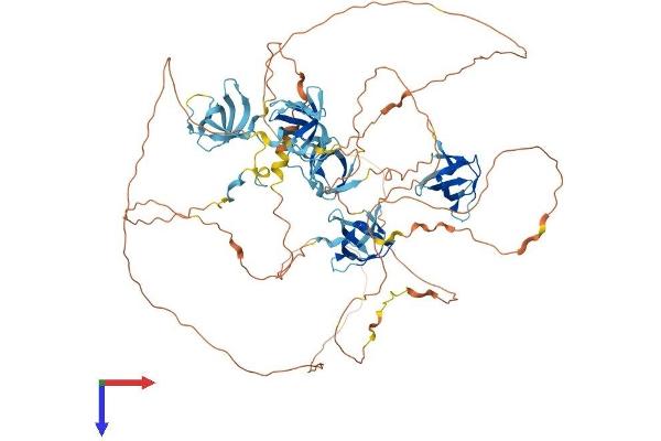 SH3D19 Protein (AA 1-790) (His tag)