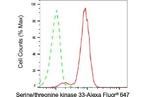 Flow cytometric analysis of Serine/threonine kinase 33 expression in HT- cells using Serine/threonine kinase 33 antibody (ABIN7800313), 1:2,000). (Recombinant STK33 抗体)