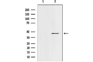 Western blot analysis of lysates from hybridoma cells, using FOXN2 Antibody.