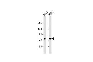 All lanes : Anti-SRP72 Antibody (Center) at 1:1000 dilution Lane 1: Hela whole cell lysate Lane 2: K562 whole cell lysate Lysates/proteins at 20 μg per lane. (SRP72 抗体  (AA 119-148))