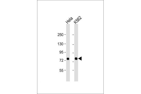 SRP72 抗体  (AA 119-148)