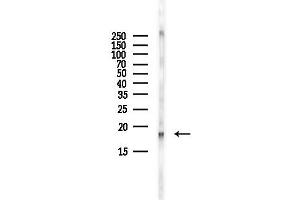 Western blot analysis of lysates from Mouse brain, using UBE2L3 Antibody at 1/1000 dilution.