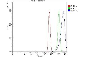 Flow Cytometry analysis of U251 cells using anti-Septin 2/SEPTIN2 antibody (ABIN7599275). (Septin 2 抗体  (AA 1-326))