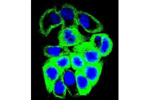 Confocal immunofluorescent analysis of GALNS Antibody (Center) (ABIN655593 and ABIN2845079) with MCF-7 cell followed by Alexa Fluor 488-conjugated goat anti-rabbit lgG (green). (GALNS 抗体  (AA 236-263))