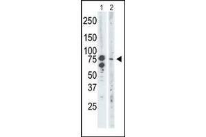 Image no. 2 for anti-Bromodomain Containing 3 (BRD3) (C-Term) antibody (ABIN360495) (BRD3 抗体  (C-Term))