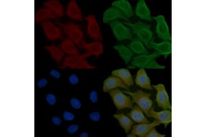 ABIN6258574 and ABIN6275343 staining Hela cells(45 min of heat-shock) by IF/ICC.