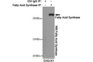 Immunoprecipitation analysis of CHO-K1 cell lysates using Fatty Acid Synthase mouse mAb. (Fatty Acid Synthase 抗体)
