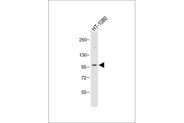 PIK3CD 抗体  (C-Term)