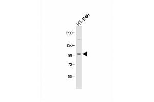 Anti-PI3KCD Antibody (C-term) at 1:1000 dilution + HT-1080 whole cell lysate Lysates/proteins at 20 μg per lane. (PIK3CD 抗体  (C-Term))