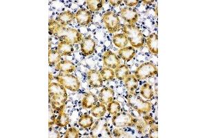 Anti-Paxillin antibody, IHC(F) IHC(F): Rat Kidney Tissue (Paxillin 抗体  (C-Term))