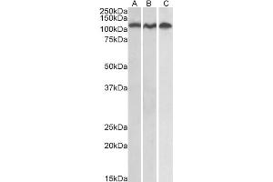 ABIN184721 staining (0. (ADAM17 抗体  (C-Term))