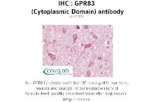 Image no. 1 for anti-G Protein-Coupled Receptor 83 (GPR83) (3rd Cytoplasmic Domain) antibody (ABIN1735176)