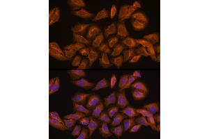 Immunofluorescence (IF) image for anti-Ribonuclease/angiogenin Inhibitor 1 (RNH1) (AA 202-461) antibody (ABIN1682553)