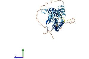 Protein Structure (PS) image for Sphingomyelin Synthase 2 (SGMS2) (AA 1-365) protein (His tag) (ABIN7555509)
